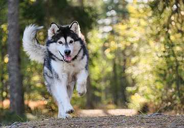 Learn the Basics of Healthy Eating for Pets